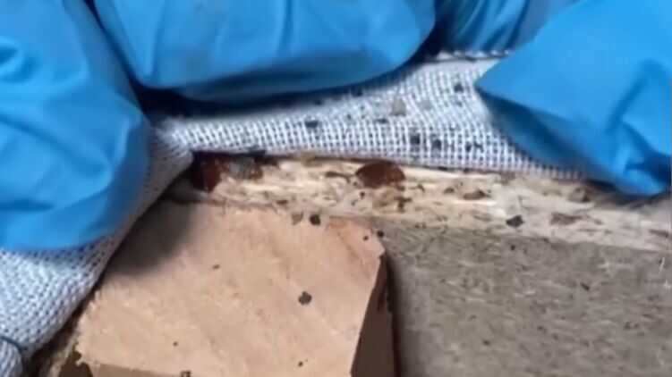 За кілька місяців до Олімпіади Париж атакували клопи-кровососи