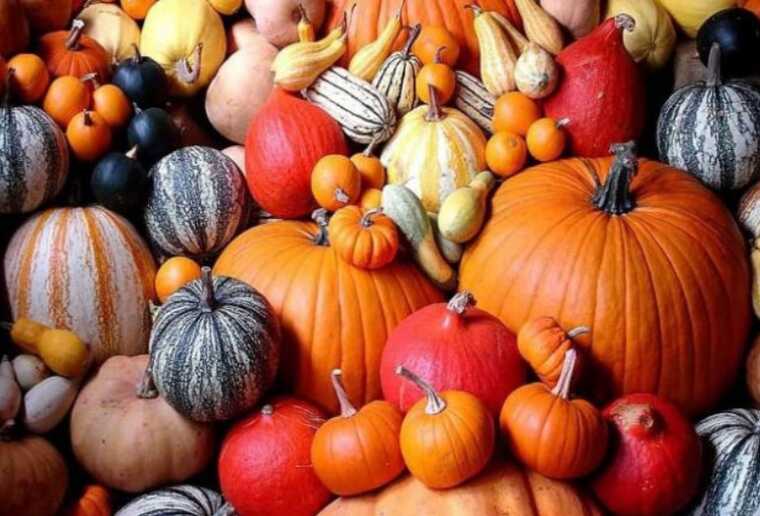 Для дітей Деснянського району Києва закуплять 8000 кг гарбузів