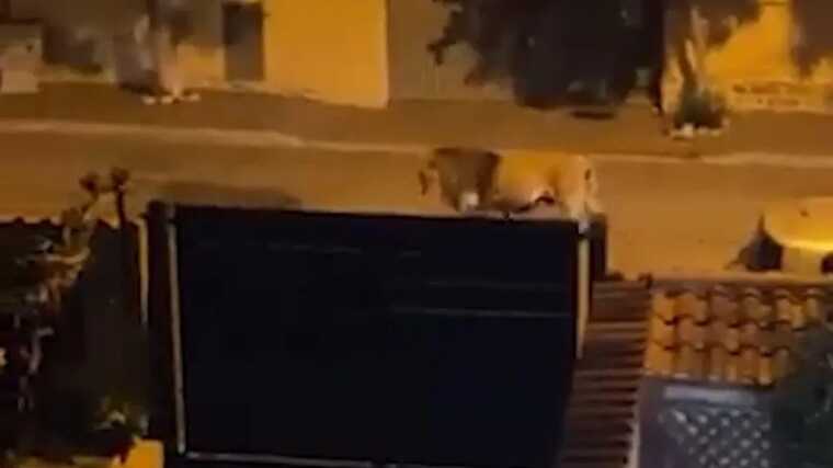 З’явилося відео, як неподалік Риму міськими вулицями розгулює величезний лев