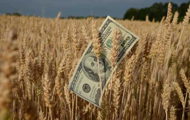 Великий врожай не принесе прибутків аграріям через експортні обмеження, – Мінагрополітики