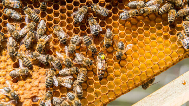 Минздрав напомнил, что лечение пчелами и медом недоказательно
