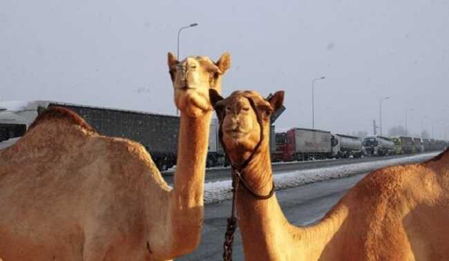 Верблюдизація єЧерги - показова корупційна схема для України
