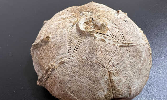 На Київській митниці у посилці до США виявили палеонтологічну знахідку