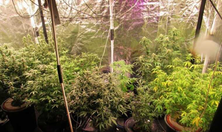 У Києві затримали чоловіка: вирощував у себе вдома коноплю