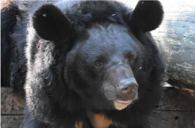 Ведмідь, якого врятували з-під обстрілів в Україні, знайшов новий дім