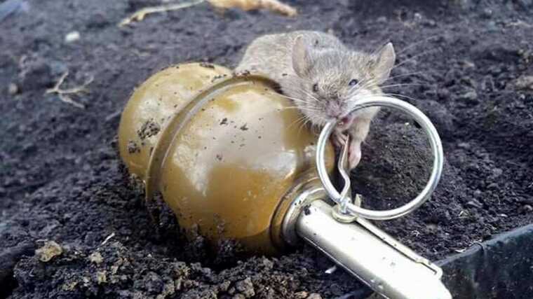 Грызуны заполонили окопы в Украине. Это мрачное эхо Первой мировой войны