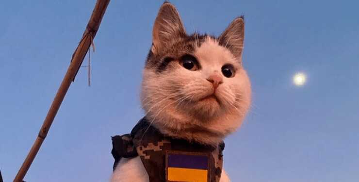 Боевые коты: Украина привлекает домашних любимцев к борьбе с РФ, — Рolitico