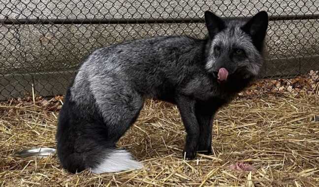У столиці на балконі квартири люди катували голодом і холодом дику тварину