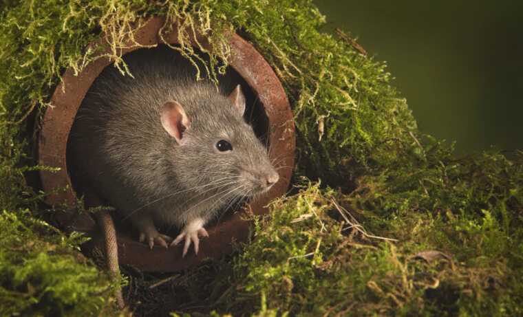 Військовий порадив унікальний спосіб боротьби із мишами на передовій