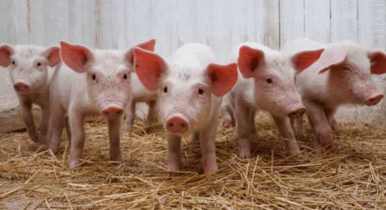 Все через Максима Галкіна: у РФ судяться з газетою за статтю про свиней