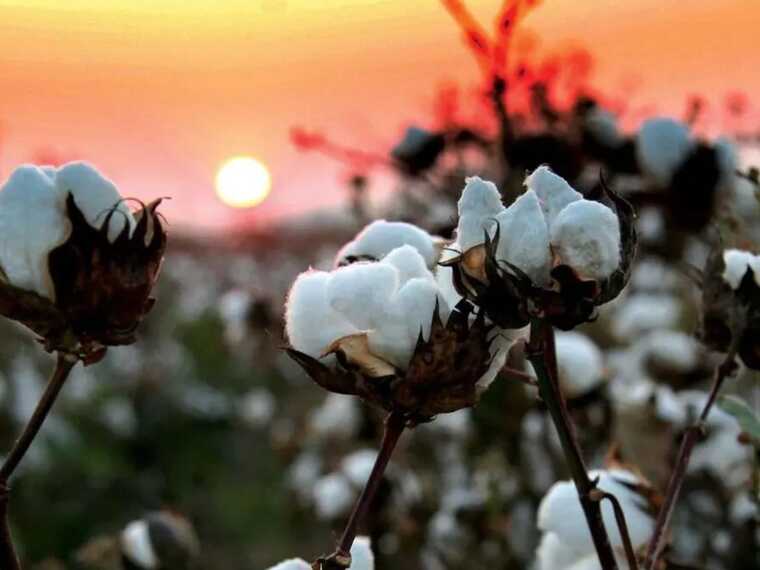 The DIU has announced unpleasant surprises for the occupiers: "cotton" will bloom
