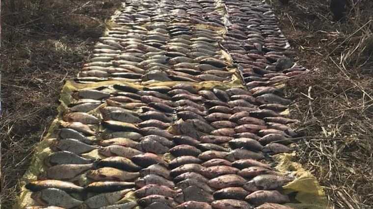 В Киевской области в феврале браконьеры наловили рыбы на миллион гривен