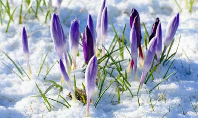 До України йде справжня весна: синоптики прогнозують тепло