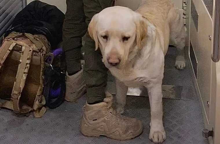 «Укрзализныця» после скандала с военным и служебной собакой приняла важное решение