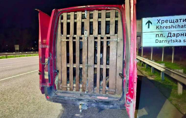 У Києві зупинили мікроавтобус, у якому перевозили 9 оленів