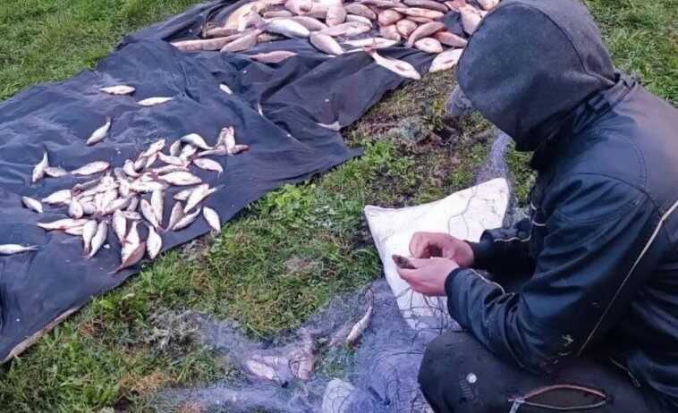 На Київщині браконьєри "наловили" риби на понад 330 тисяч гривень