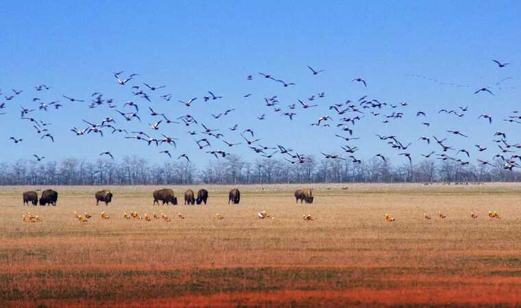 The occupiers plan to remove animals from the Askaniya-Nova nature reserve in the occupied Kherson region