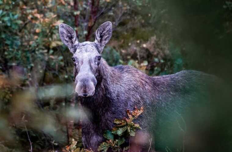 На Житомирщині лось атакував вікна школи