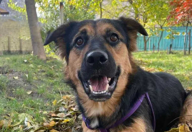 В Киеве пьяный мужчина швырнул об асфальт собаку соседки