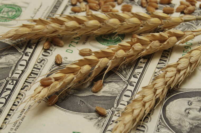 Bloomberg: Із серпня 2023 року світові ціни на пшеницю зросли до максимуму