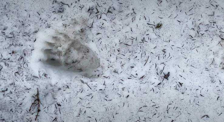 Прикордонники попередили про небезпеку на гірських маршрутах біля Румунії через ведмедів