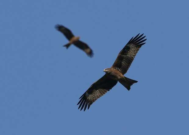 Хижі птахи через війну почали облітати територію України
