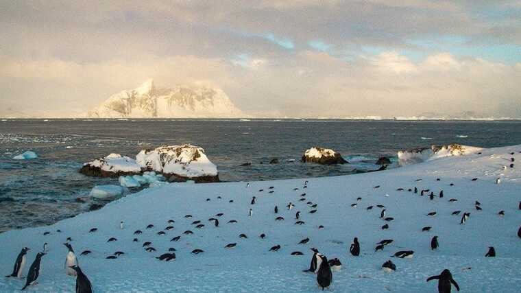 Під час війни на дослідження пінгвінів було виділено найбільше грошей
