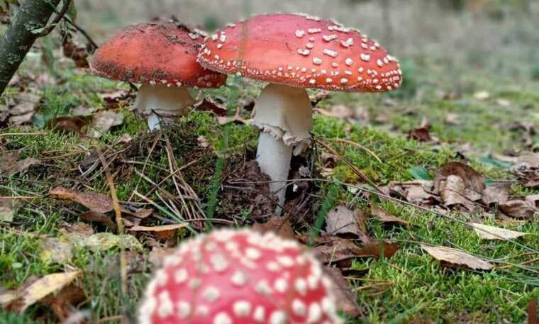 У Дрогобичі 26-річна мешканка отруїлася придбаними в інтернеті мухоморами