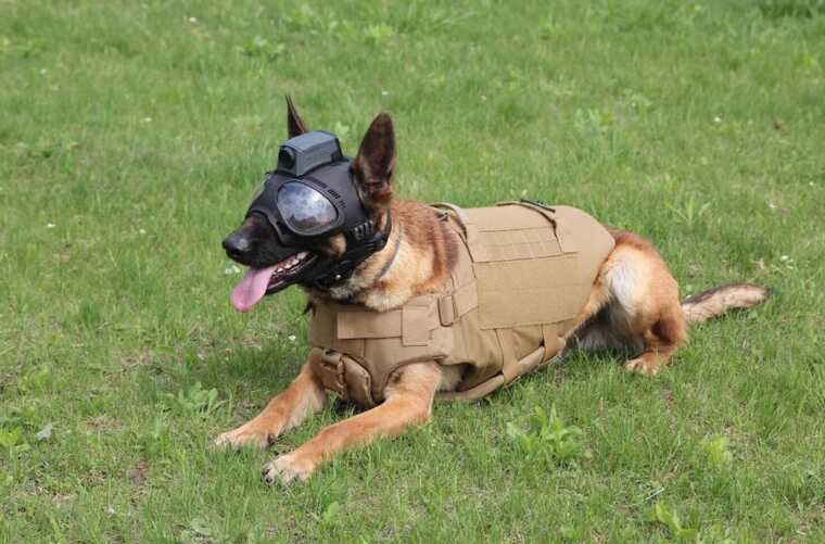 Євросоюз передасть Україні третю групу собак-саперів