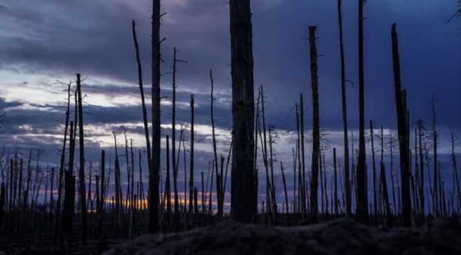 У Мережі показали Серебрянське лісництво до та після вторгнення Росії