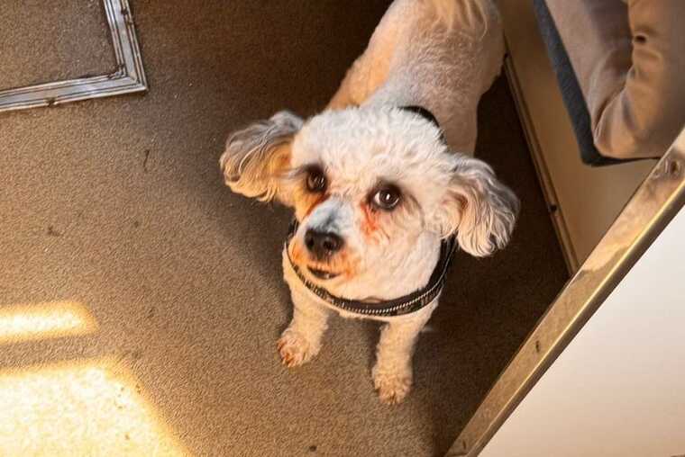 A volunteer who rescued animals from the front line was not allowed on the night bus because of her dog