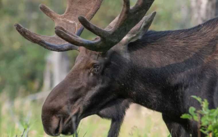 Внаслідок ракетного удару РФ по Києву 8 липня загинув врятований волонтерами лось