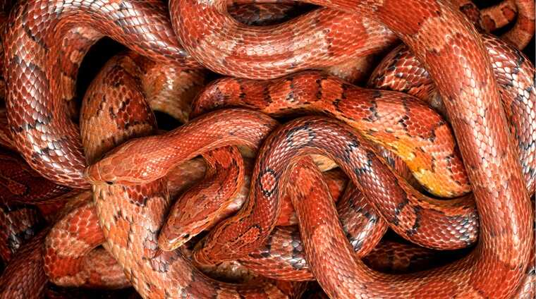 У Китаї затримали чоловіка, який віз у штанях сотню живих змій