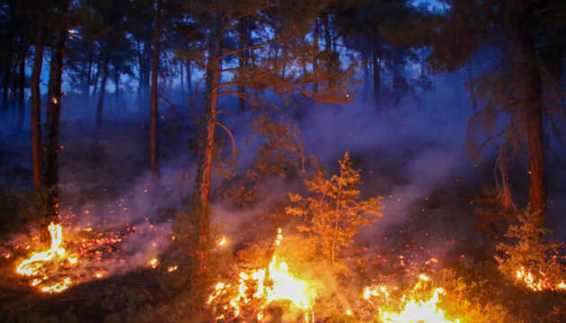 У Туреччині у пяти провінціях вирують лісові пожежі