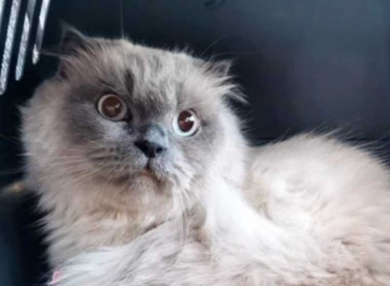 Жителька Києва викинула з балкона кішку, яка заважала їй спати