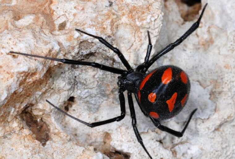 По Україні активізувалися павуки, отрута яких уражає ЦНС та ПНС, – лікар