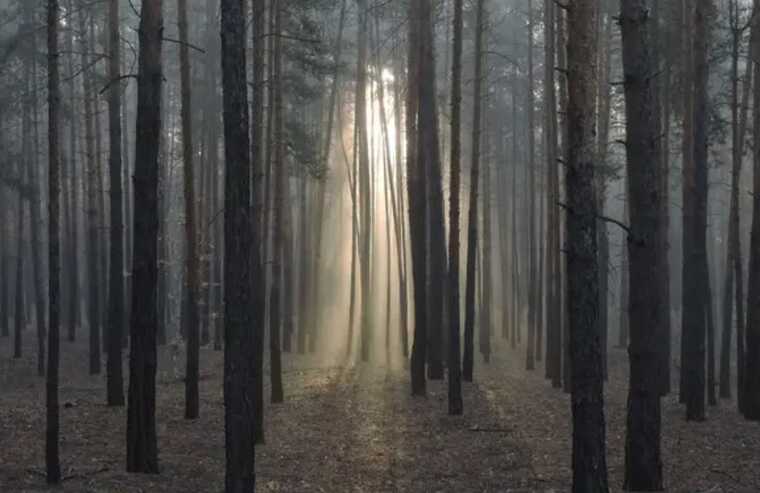 У національному парку "Святі гори" війною випалено 80% лісу, – Міндовкілля