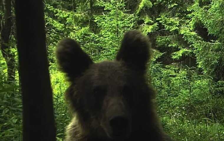 У Карпатах відеокамера ДПСУ зафіксувала клишоногого «порушника»