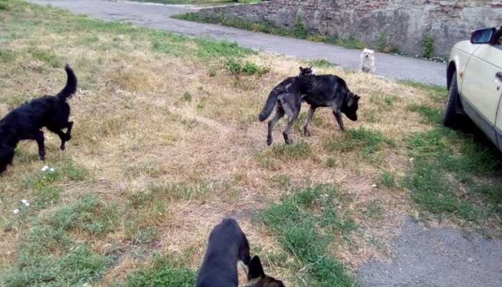 У столиці зграя собак погризла автівку