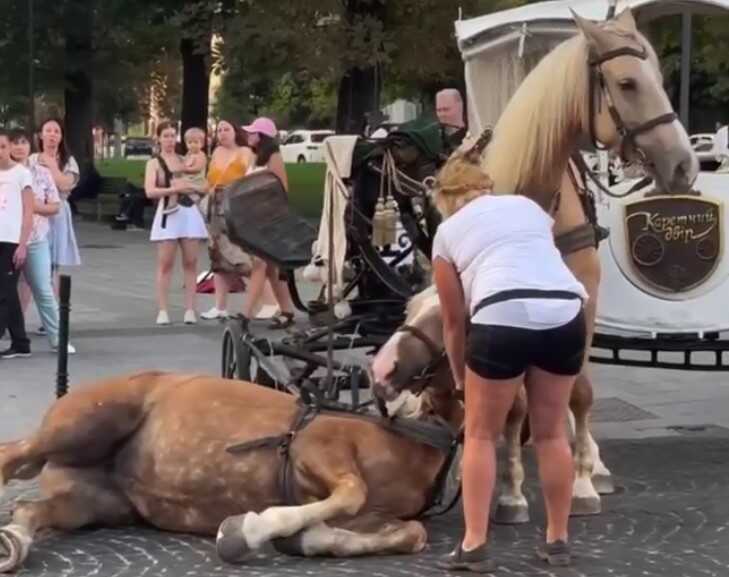 У центрі Львова впав кінь, який перевозив туристів, і не міг підвестися
