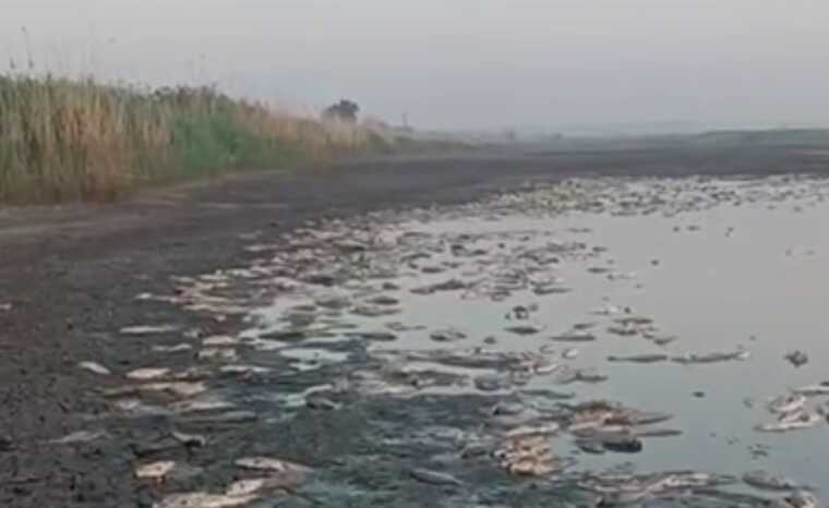 На Донеччині в селищі Торське зафіксовано мор риби