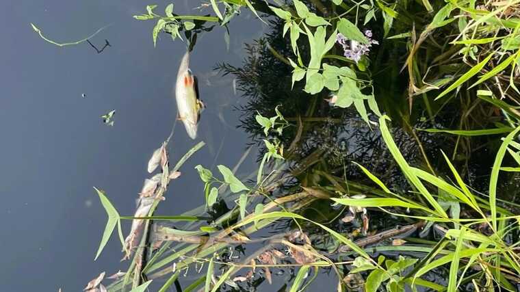 Держводагентство підтвердило забруднення Сейму та Десни