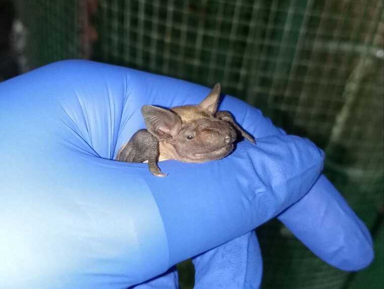 У Харкові в одну з квартир залетіли сотні кажанів