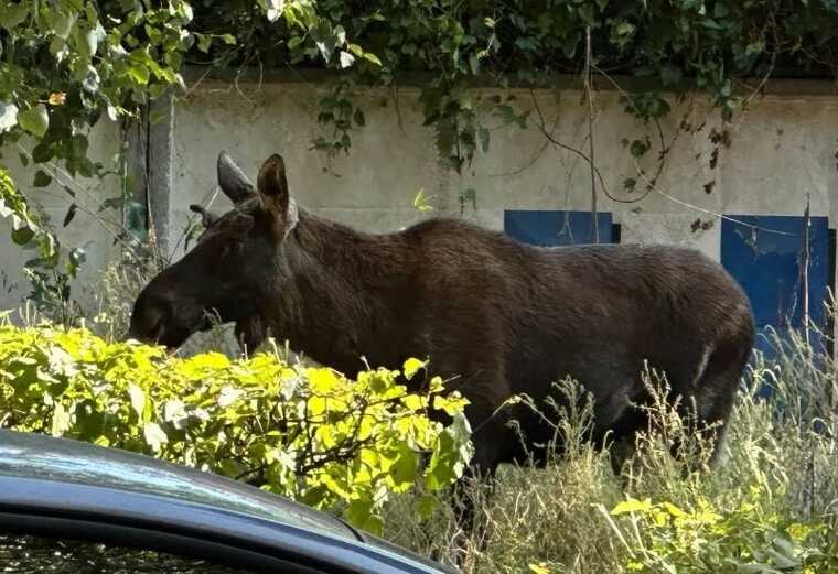 У Києві неподалік центру спіймали лося: тварину перевезуть в безпечне місце