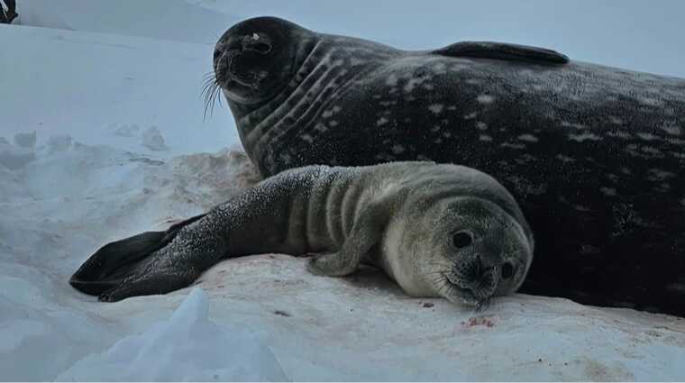 Полярники "Вернадського" показали, як новонароджене тюленя вивчає світ