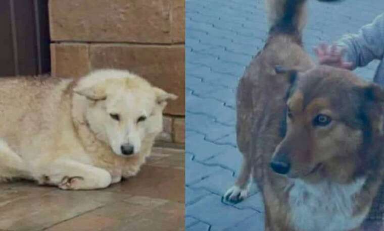 У селі Чагор в Чернівецькій області невідомі розстріляли двох бездомних собак