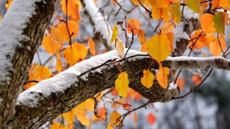 В ближайшее время в Украине ожидается мокрый снег и заморозки