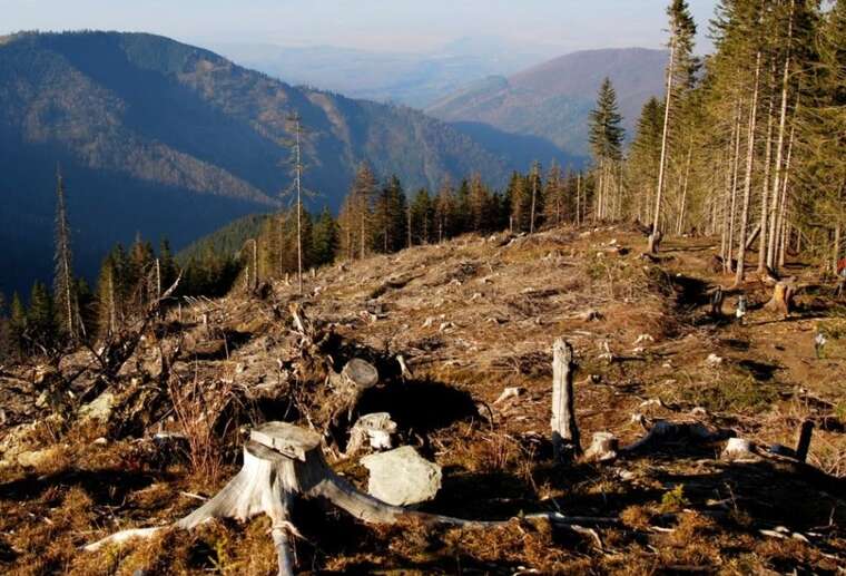 Браконьєри вбивають Українські Карпати