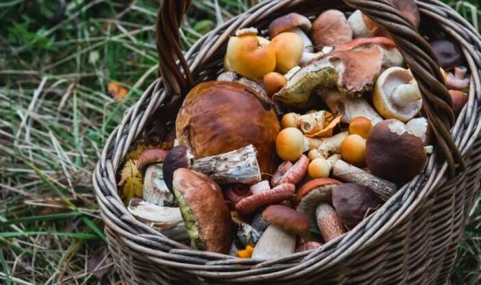 В Украине увеличили штрафы за сбор орехов, грибов и ягод