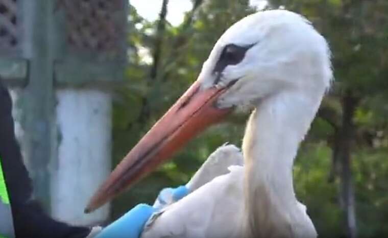 В Ивано-Франковске правоохранители спасли раненного аиста
